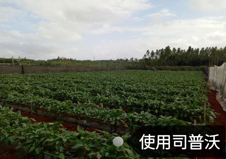 水溶肥的神奇奧秘，作物黃化也能治