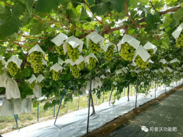 解密磷酸二氫鉀作用技巧，有些技巧你還真的不知道