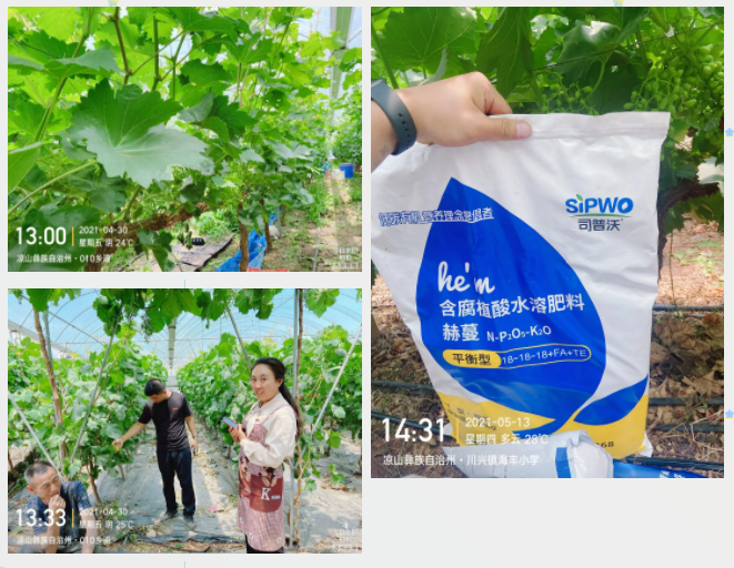 “氮、磷、鉀”三要素，你真吃透了嗎？