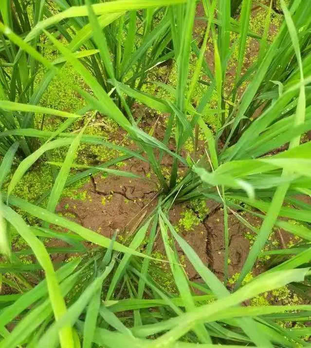 水稻為啥要排水曬田？水稻生長到一定階段有必要排水曬田嗎？