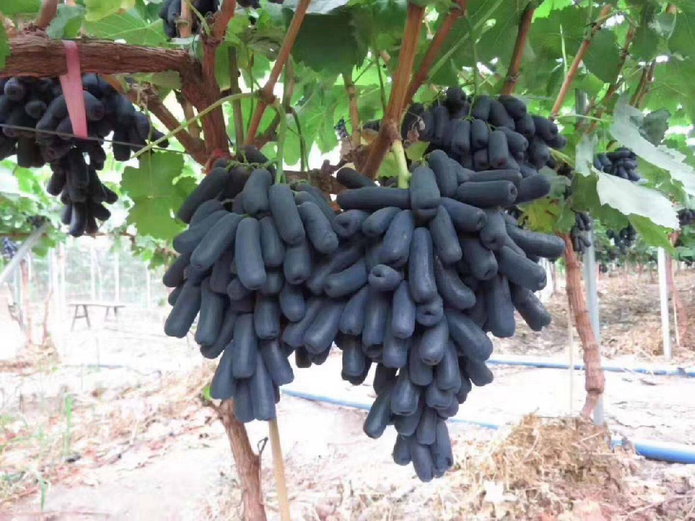 種植藍(lán)寶石葡萄，怎么使其高產(chǎn)呢？速看司普沃這篇文章