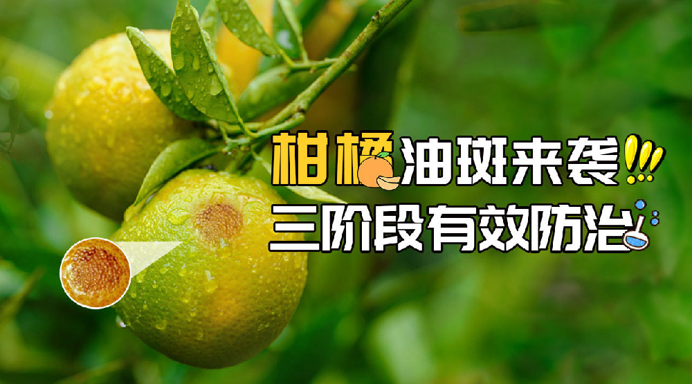 司普沃淺談柑橘油斑病的田間癥狀、誘發(fā)原因及預(yù)防措施