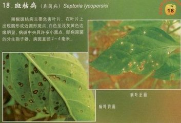 辣椒斑枯病的危害癥狀、傳播途徑、發(fā)病原因及防治措施