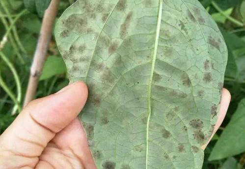 司普沃淺談豆角葉霉病的為害癥狀、發(fā)生原因及防治措施
