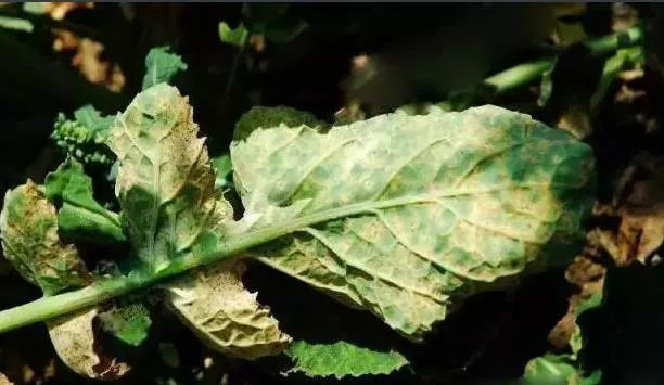 油菜白粉病嚴(yán)重化？如何防治？別急，司普沃給出了見解