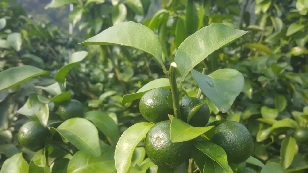 砂糖橘秋梢竟不老熟！這危害夠受嗎？司普沃來幫您