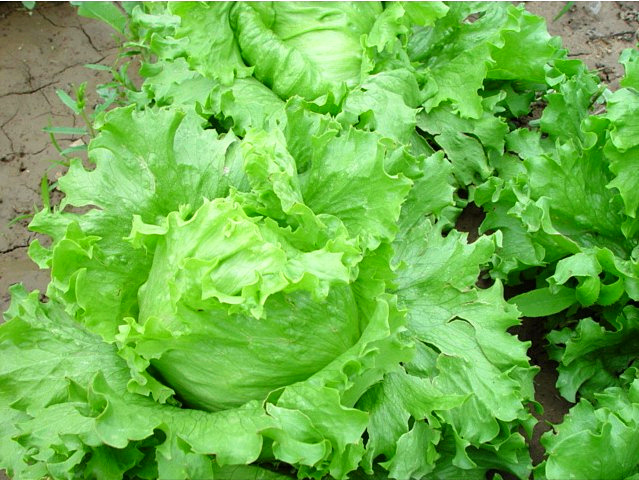 結(jié)球生菜不結(jié)球？愁壞農(nóng)戶(hù)！司普沃邀您一起找原因