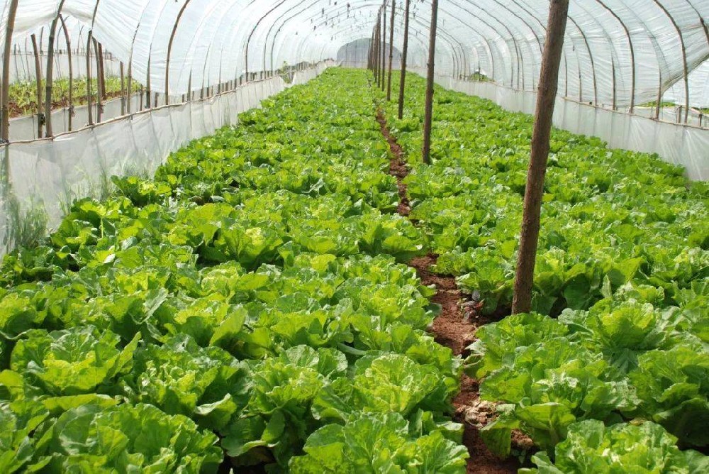 冬季蔬菜生長緩慢，這該怎么辦？司普沃來幫您