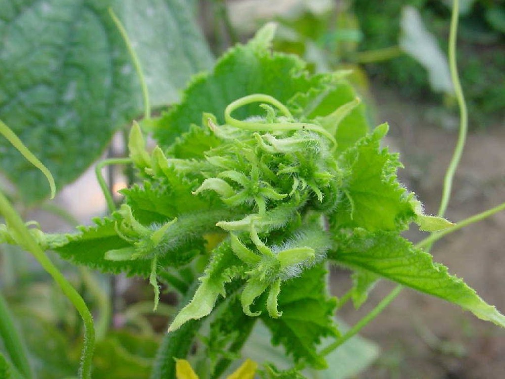 黃瓜出現(xiàn)花打頂？怎么辦？司普沃這5種辦法可補救