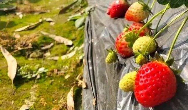 草莓一茬果采摘之后，為什么要施肥？施肥的好處是什么？