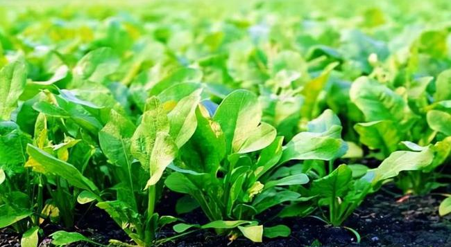 葉面追肥要用到點上，才能起到*大效果，勿做無用功