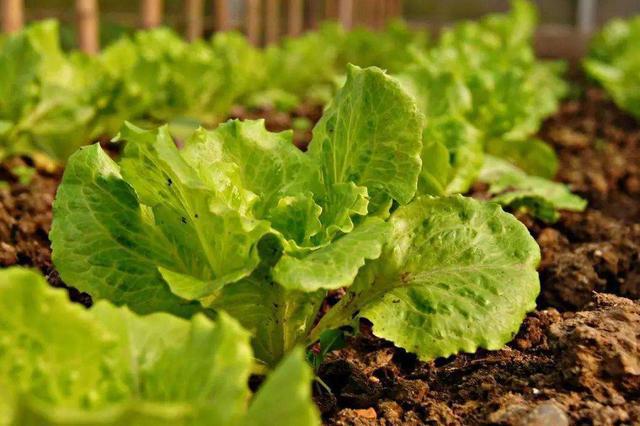 【注意】蔬菜種植中葉片容易發(fā)黃，這3方面問題要注意了