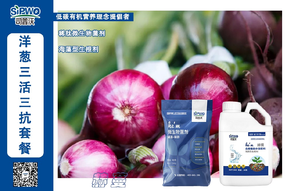 掌握這幾點洋蔥高產(chǎn)栽培技術(shù)，產(chǎn)量翻一番