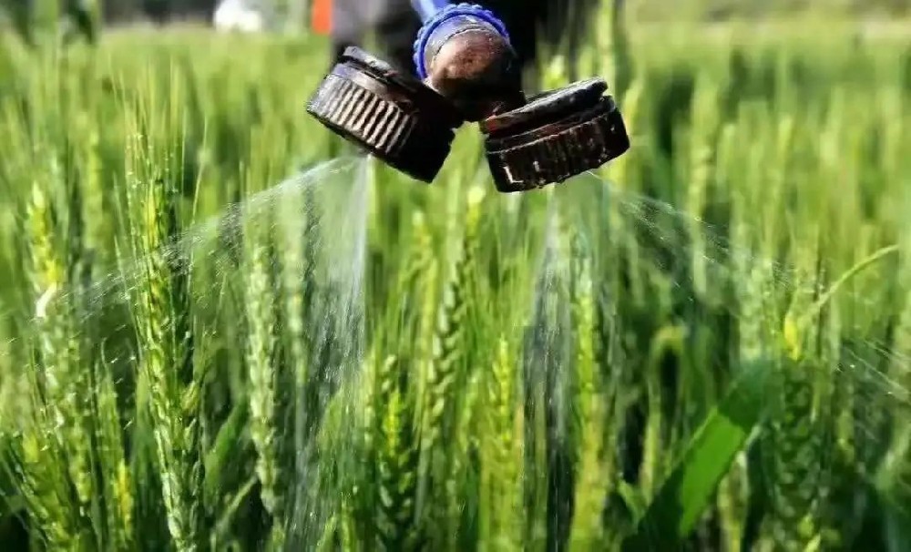 如何科學(xué)施用葉面肥？種植戶可長點心！