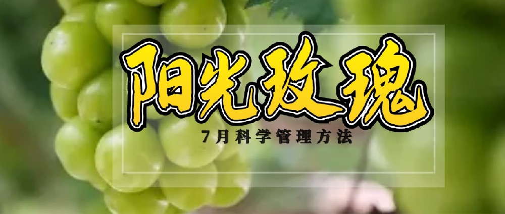 7 月，陽(yáng)光玫瑰種植管理的黃金時(shí)刻