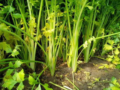 芹菜根系差，小老苗現(xiàn)象嚴(yán)重，速查原因和解決方法